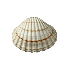 Coastal Elegance: White Sea Jacobean Scallop Shell in Fine Detail (transparent background) Generative Ai.