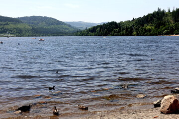 Der Titisee im Schwarzwald an einem sonnigen Sommertag