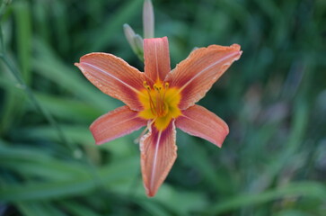 orange lily in the garden