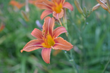 orange lily in the garden