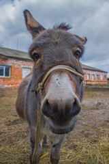 Fototapeta premium donkeys portret on the sky