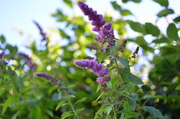 A bush with purple long flowers