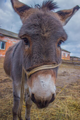 donkeys portret on the sky