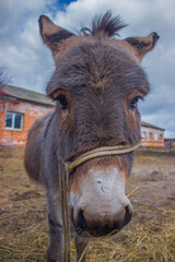 Fototapeta premium donkeys portret on the sky