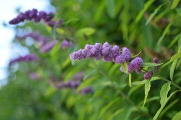 A bush with purple long flowers
