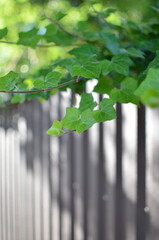 Ivy over the metal fence around the house