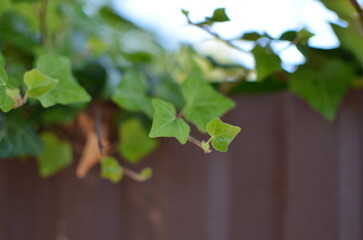 Ivy over the metal fence around the house