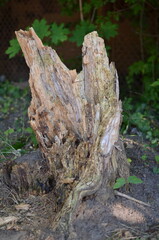 The stump left from an old broken tree in the forest.