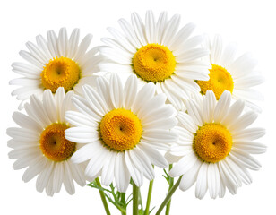 Naklejka premium Close-Up of Blooming Chamomile Flowers with White Petals and Yellow Centers, Front View, isolated on transparent background PNG