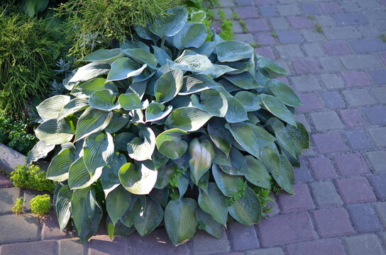 Bush blue hostas plants in the garden