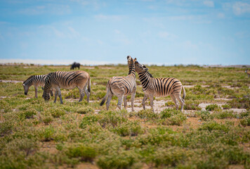 Two zebras playfully interact, raising their heads while others graze on the African savanna under a bright sky. A dynamic wildlife moment perfect for nature landscapes and adventure travel.