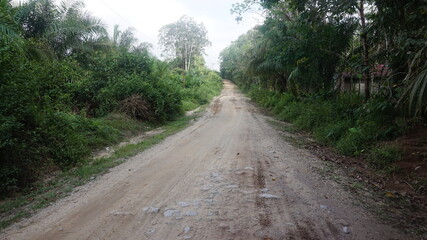 A rural dirt road lined with lush vegetation