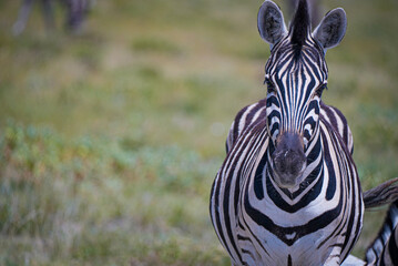 A zebra stands facing the camera in a close-up portrait on the African savanna, its striking...
