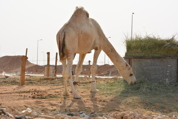 camels in the desert