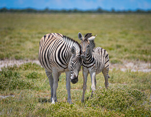 A zebra and her foal stand closely together in the African grasslands, showcasing a tender moment of wildlife bonding. Perfect for travel, safari, wildlife, and nature landscapes themes.