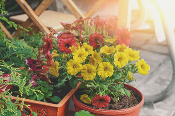 Bright terracotta and yellow petunia flowers in a pot. Petunias decorate the entrance to the gazebo...