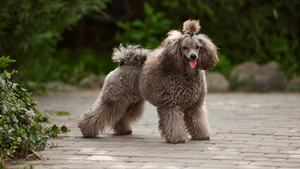 Infectious joy. Elegant fluffy poodle stands on a paved path, surrounded by a lush green garden....