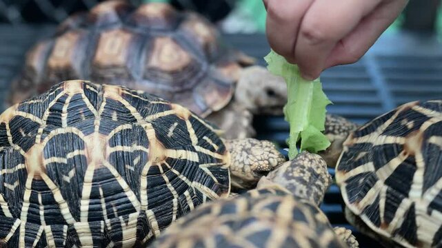 Group of Indian Star Tortoises being fed fresh grass, showing domed shells with yellow star patterns