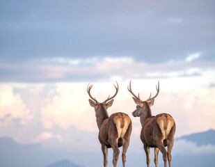Two graceful deer stand atop a lush green hill, their elegant forms silhouetted against a vibrant sunset sky, surrounded by wildflowers and tall grass.