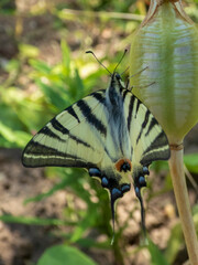 Overhead View of a Scarce Swallowtail Butterfly on a Green Seed Pod