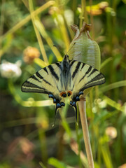 Scarce Swallowtail Butterfly Perched on a Green Seed Pod in Summer Light