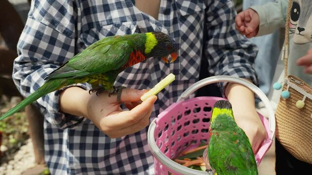 two People feeding colorful lorikeets with a pink food basket, one bird perches on an arm