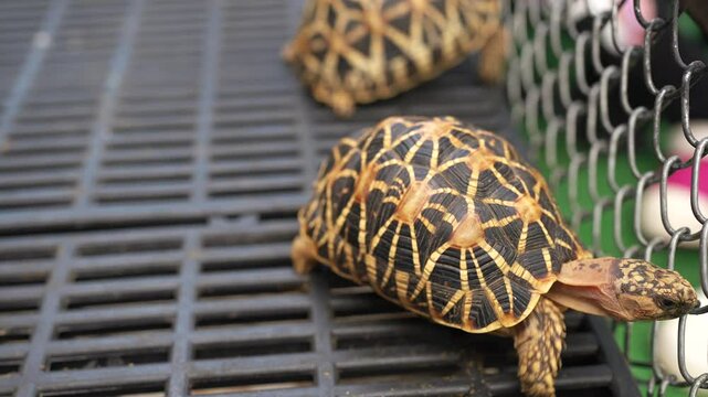 Group of Indian Star Tortoise in cage looking for food, with domed shell with yellow star patterns