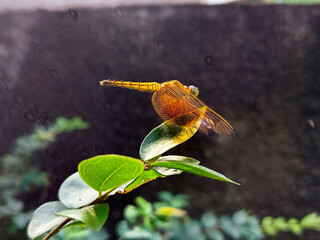 Golden Dragonfly Perched on Lush Green Leaves A Stunning Close-up