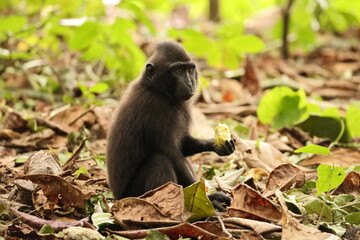 The Celebes crested macaque (Macaca nigra), also known as the crested black macaque, Sulawesi crested macaque, or the black ape, is an Old World monkey that lives in the tropical regions of north Sula