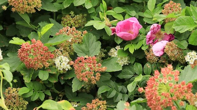 Bunch of flowers with a pink flower in the middle. The flowers are green and red