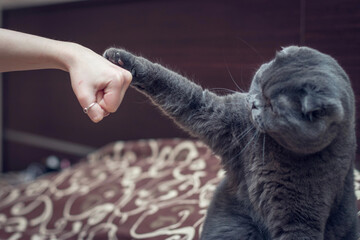 British Shorthair cat greets paw with a human hand