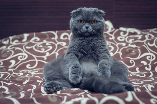 British Shorthair cat is sit on the bed