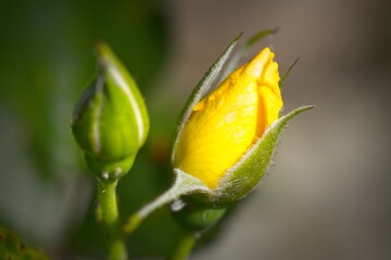 Close-Up of a Yellow Rosebud with Green Buds