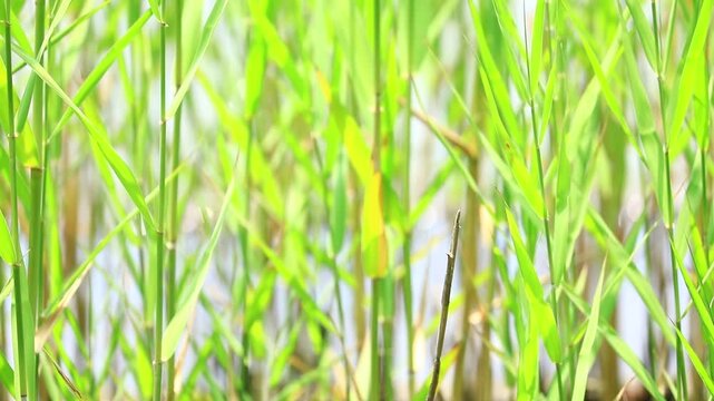 夏のちょトンボ