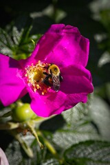 Bee Pollinating a Vibrant Pink Flower