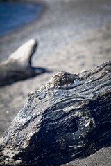 Weathered Driftwood on Sandy Beach