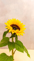 Tall vibrant sunflower with natural lighting, centered for mobile app UI and clean design use

