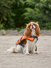 Model pup. Cavalier King Charles Spaniel is dressed in a vibrant orange vest, positioned on a stone...