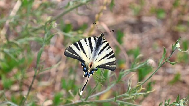 Graceful butterfly in flight amongst spring blossoms captured in high detail. The scarce swallowtail (Iphiclides podalirius), the sail swallowtail, pear-tree swallowtail