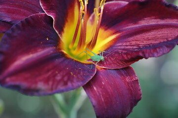 Landscape design. Red daylily of burgundy color. Grasshopper sits on a flower burgundy daylily,...