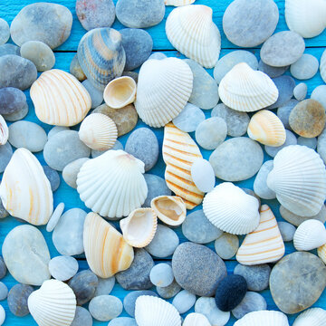 Overhead view of shells and pebbles