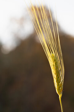 Close-up of spikelet of barley in farm field
