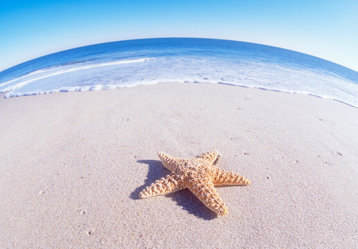 Starfish on sandy beach