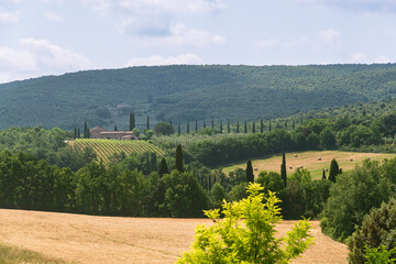 Vineyards And Meadows In The Wooden Hills