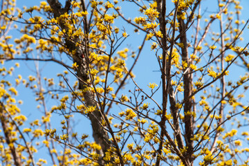cornelian cherry blossoms in the park