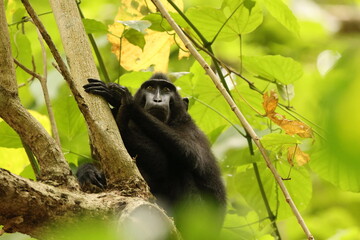 The Celebes crested macaque (Macaca nigra), also known as the crested black macaque, Sulawesi crested macaque, or the black ape, is an Old World monkey that lives in the tropical regions of north Sula