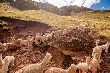 Herd Alpacas Near Rainbow Mountain