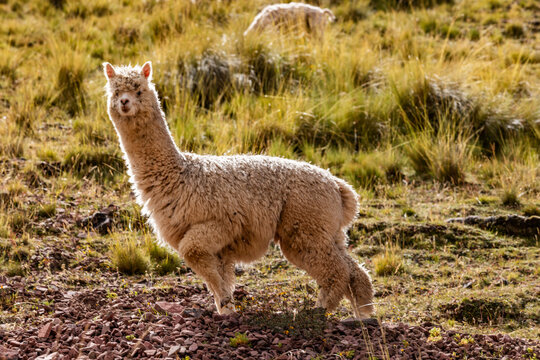 Alpaca on hillside near Rainbow Mountain