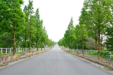 Obraz premium メタセコイア並木（新潟県）