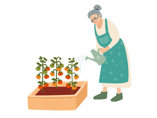 Senior woman watering tomatoes in a raised garden bed. Gardening, healthy lifestyle, organic food, outdoor activity for elderly people.

